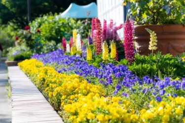 霞が関に広がる“復興の花壇”　除去土壌再利用が示す建設業の新たな挑戦