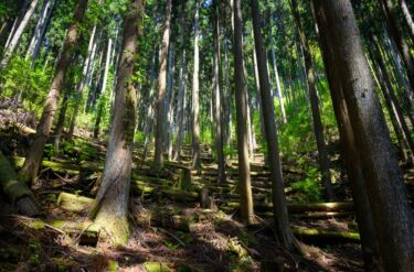 国産スギが拓く建設業の未来：長谷工の新木質建材「ＨＳウッド」がもたらす変革