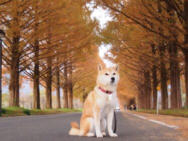 建設業と地域活性化の交差点―あきる野市・秋川高校跡地活用がもたらすチャンスと課題