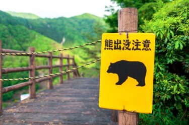 建設現場の新たな脅威：クマ被害と保険適用事例から見る山間部工事のリスク管理と共済制度の役割