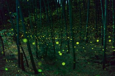 【名古屋市相生山線】工事再開へ！環境保護と交通利便性を両立する橋梁案の全貌